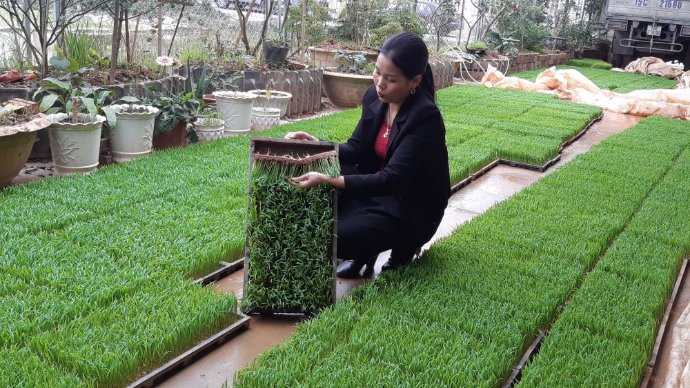 Giám đốc Hợp tác xã Thụy Hương kiểm tra khay gieo mạ.