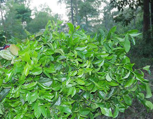Chè xanh Hồng Lộc.