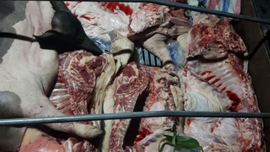 Phát hiện gần 1 tấn thịt lợn mắc dịch tả châu Phi đang trên đường đưa đi tiêu thụ.
