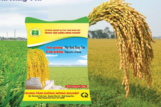 Nếp thơm Hưng Y&ecirc;n.