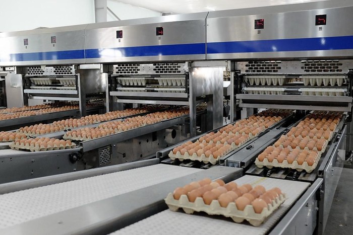 Dây chuyền đóng gói trứng gà tự động của Tập đoàn Hòa Phát.