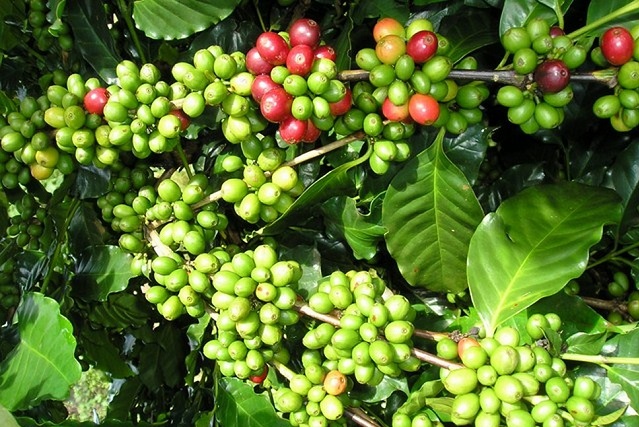 Gi&aacute; c&agrave; ph&ecirc; ng&agrave;y 21/10 quay đầu giảm 200 - 300 đồng/kg.