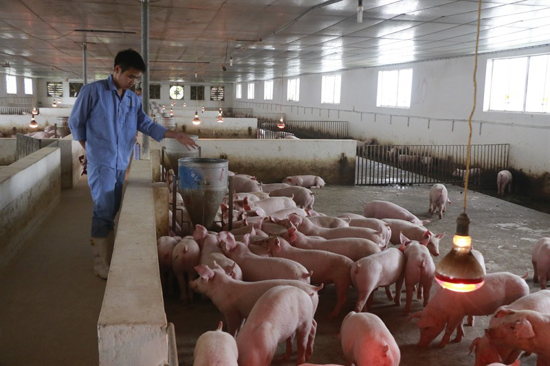 Gi&aacute; lợn hơi c&oacute; nơi tăng 1.000 - 2.000 đồng/kg