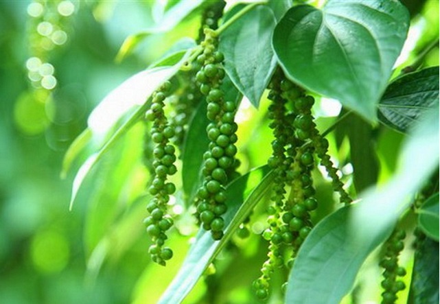 Gi&aacute; ti&ecirc;u vẫn neo ở mức cao.