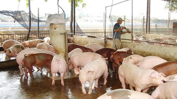 Thị trường lợn hơi miền Nam tăng 2.000 đồng/kg.