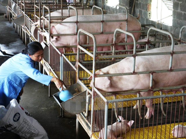 Gi&aacute; thịt lợn vẫn tăng nhẹ.