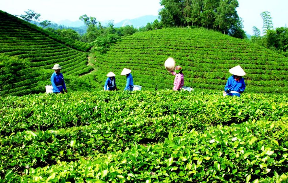 V&ugrave;ng đất ch&egrave; nổi tiếng TP.Th&aacute;i Nguy&ecirc;n: T&acirc;n Cương, Ph&uacute;c Tr&igrave;u, Ph&uacute;c Xu&acirc;n, Quyết Thắng với 17 sản phẩm chuẩn 4 sao Ocop năm 2020