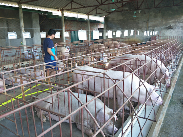 Gi&aacute; lợn hơi c&oacute; nơi giảm đến 4.000 đồng/kg