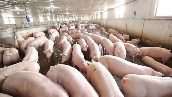 Gi&aacute; lợn hơi cao nhất 77.000 đồng/kg
