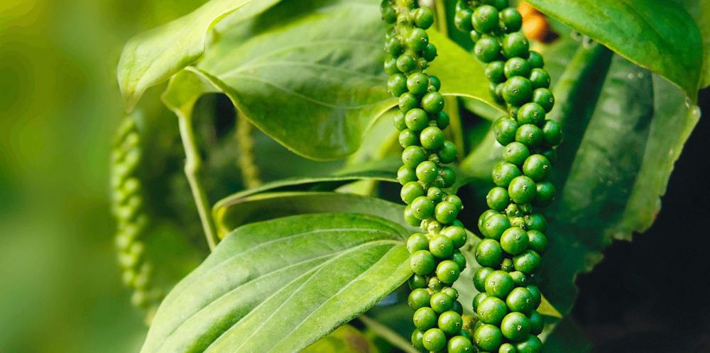 Gi&aacute; ti&ecirc;u giữ mốc 54.000 đồng/kg.