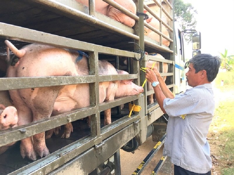 Gi&aacute; lợn hơi cao nhất 76.000 đồng/kg.