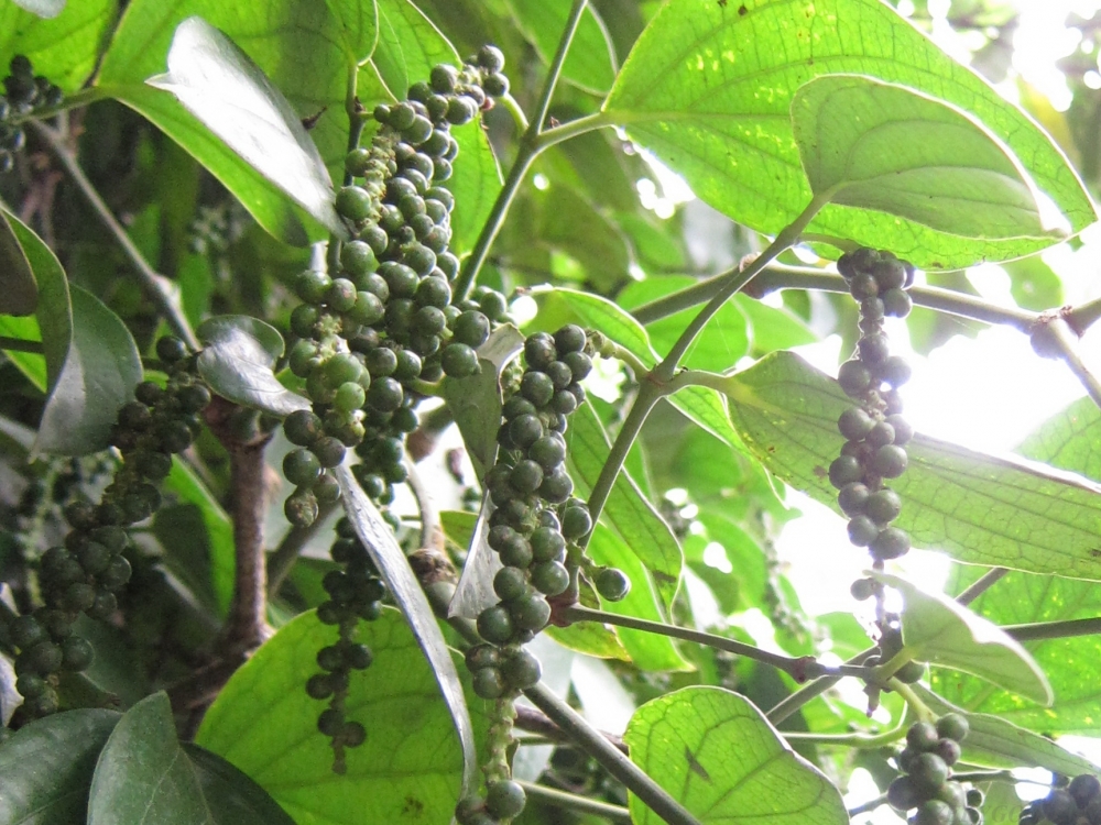 Gi&aacute; ti&ecirc;u &aacute;p s&aacute;t mốc 60.000 đồng/kg.