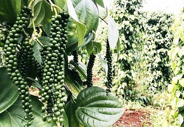 Gi&aacute; ti&ecirc;u T&acirc;y Nguy&ecirc;n neo ở mức cao.