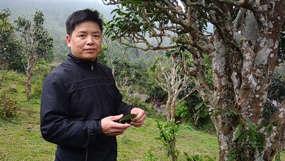 Ông Mạch Quang Trung - Giám đốc Công ty Chè Đông Lâm Bằng Phúc, bên cạnh cây chè cổ thụ ở Bằng Phúc.