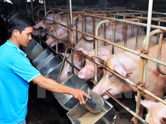Gi&aacute; lợn hơi ăng cao nhất 2.000 đồng/kg.