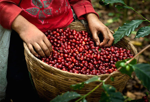 Gi&aacute; c&agrave; ph&ecirc; xuống dưới mức 33.000 đồng/kg.