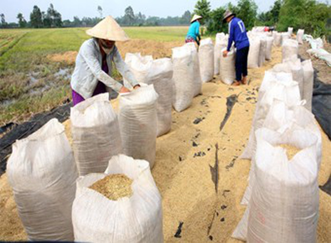 Gi&aacute; l&uacute;a gạo quay đầu giảm.