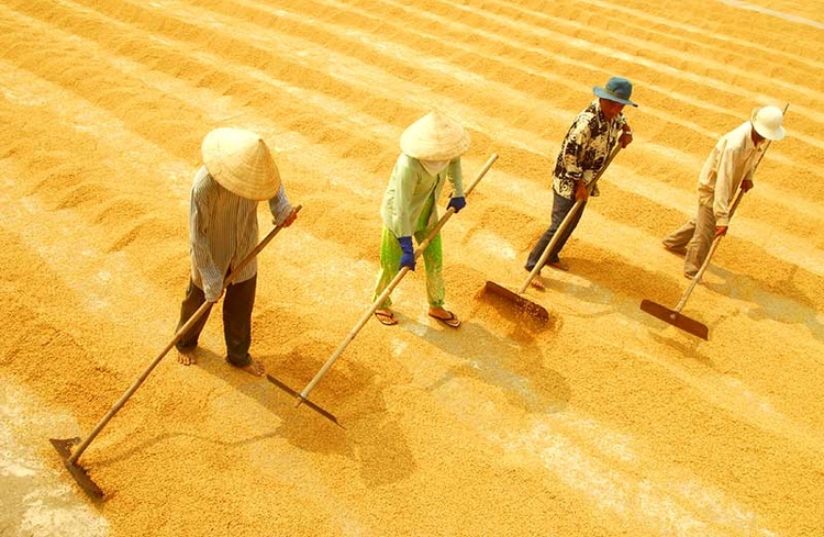 L&uacute;a ổn định, gạo tăng nhẹ.