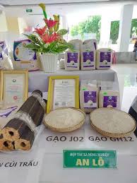 Gạo hữu cơ An Lỗ.