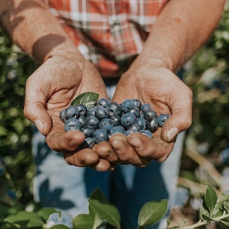 Trái việt quất BC Blueberries có mặt tại Vietnam Food Expo 2020.