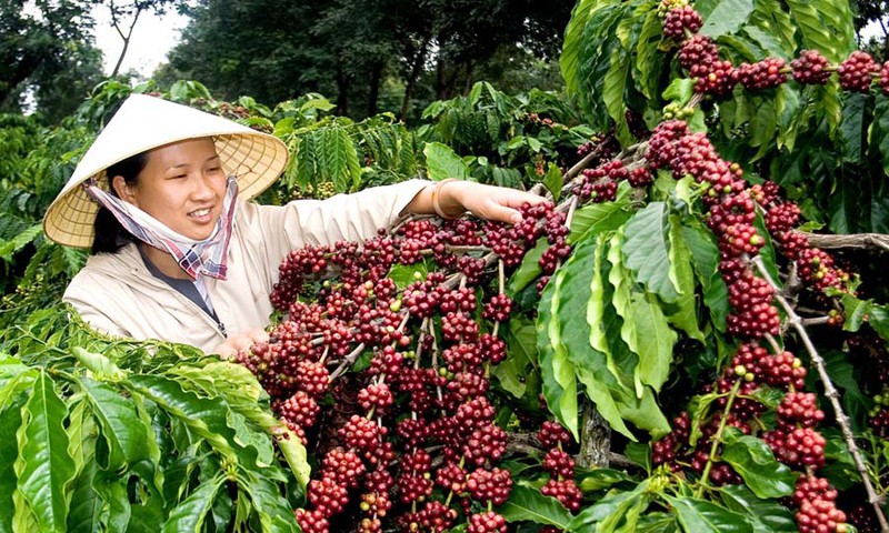 Ảnh minh họa.