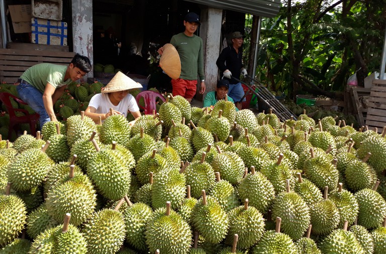 Sầu ri&ecirc;ng tăng gi&aacute; mạnh.