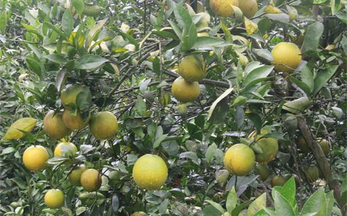 Cam Cao Phong, chè Mộc Châu nằm trong 39 chỉ dẫn địa lý của Việt Nam được EU bảo hộ.