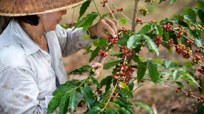 Ảnh minh họa.