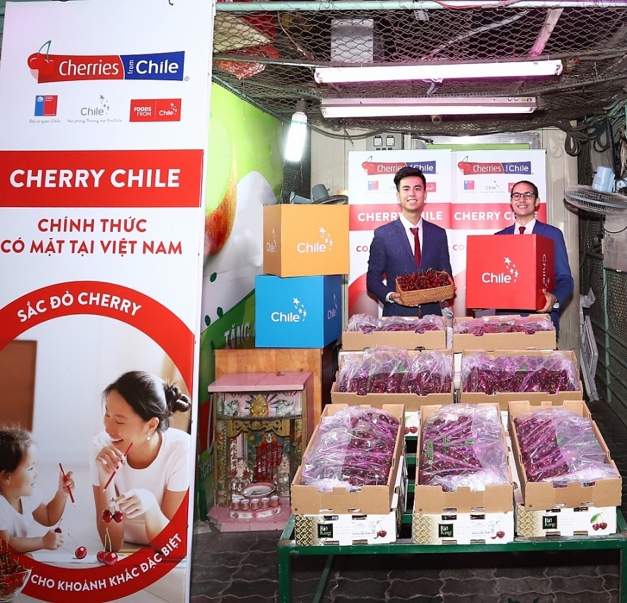 Cherry Chile lần đầu được nhập khẩu vào Việt Nam.