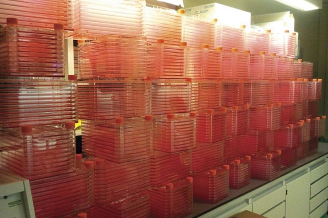 Những khay thịt tổng hợp đang được nuôi cấy trong phòng thí nghiệm của Meatable