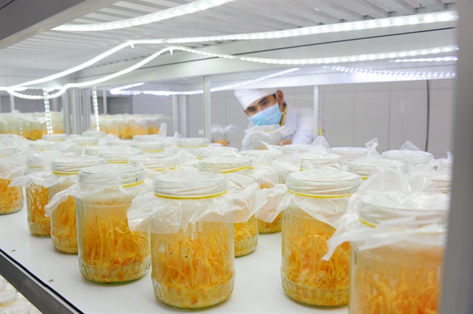 Đông trùng hạ thảo được nuôi cấy tại nhiều cơ sở ở Việt Nam.