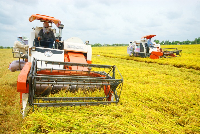 Lúa gạo ở các tỉnh đồng bằng sông Cửu Long thu hoạch khó khăn do ảnh hưởng của dịch bệnh.