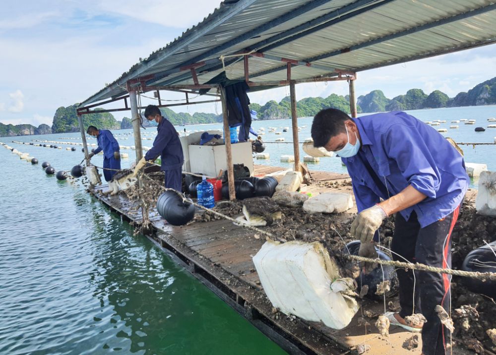 Nhiều hộ nuôi trồng thủy sản chuyển đổi phao xốp sang phao nổi HDPE trong đó có Tập đoàn BIM