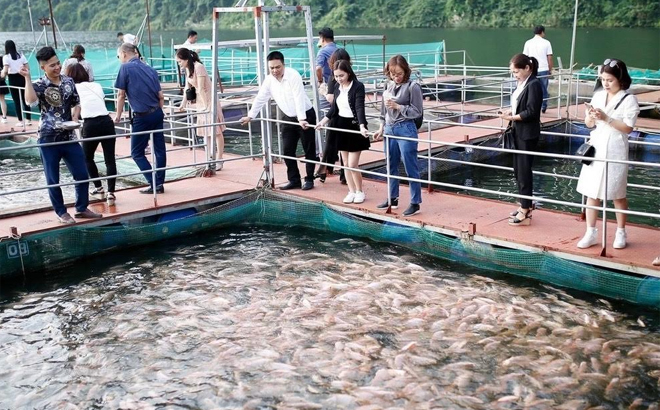 Du khách tham quan, trải nghiệm dịch vụ tại khu nuôi cá lồng, nhà hàng nổi trên hồ Thác Bà của HTX Thực phẩm sạch và Du lịch Bảo Ngọc.