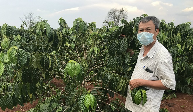 Vườn cà phê tái canh tại xã Đak Krong (huyện Đak Đoa) chuẩn bị bước vào vụ thu hoạch đầu tiên. Ảnh: Nguyễn Hồng