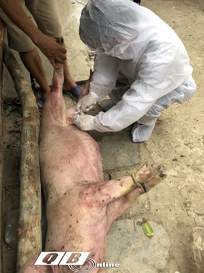 Lực lượng chức năng lấy mẫu xét nghiệm đàn lợn có triệu chứng DTLCP ở xã Cảnh Hoá (Quảng Trạch).
