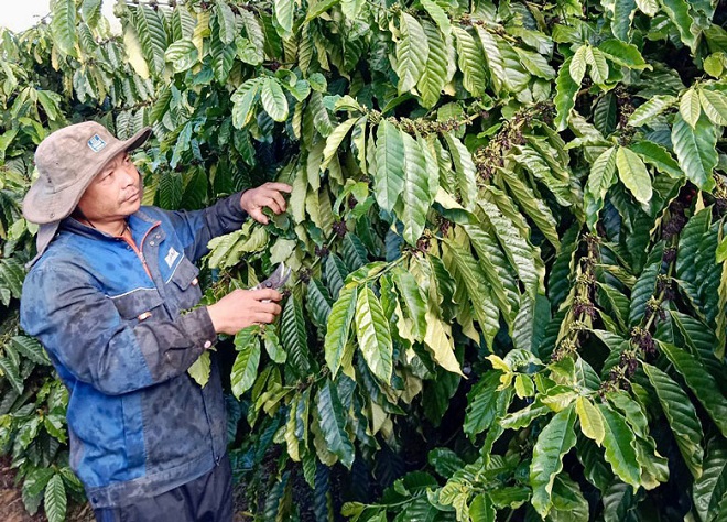 Vườn cà phê ghép chồi của gia đình ông Vũ Văn Trung ở thôn Nam Hải, xã Ninh Loan (huyện Đức Trọng) cho thu nhập cao
