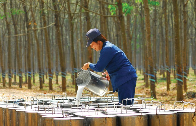 Giá cao su sẽ có xu hướng giảm trong thời gian tới.