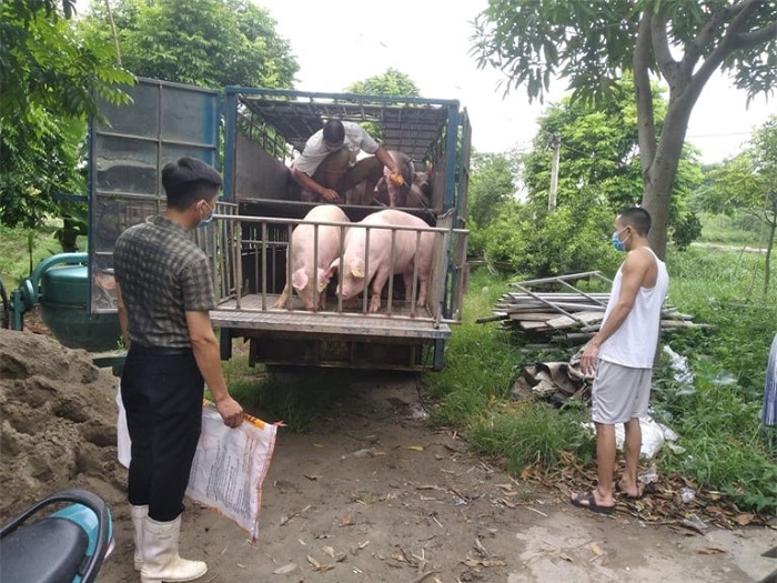 Giá heo hơi ngày 5/6/2022: Dự báo tăng trong tuần tới.