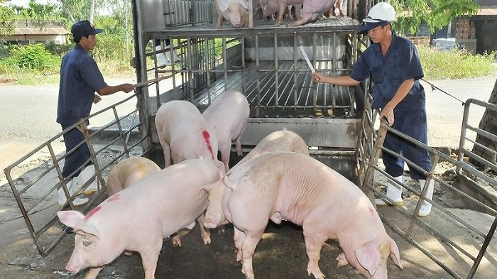 Giá lợn hơi hôm nay 11/6 giảm nhẹ từ 1.000-2.000 đồng/kg.