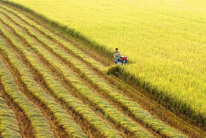 Giá lúa gạo hôm nay duy trì ổn định.