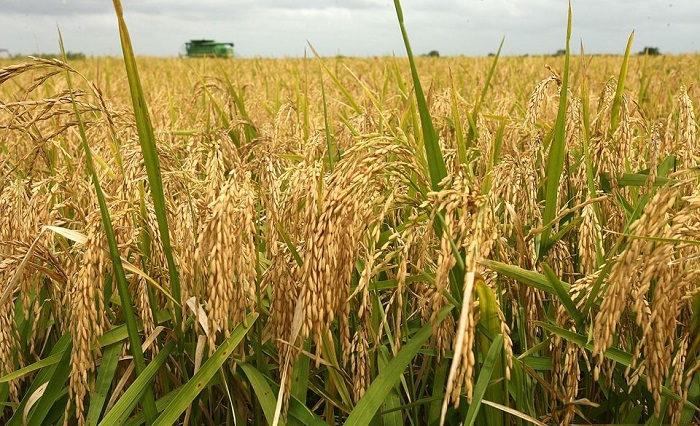 Giá lúa gạo hôm nay tiếp tục neo ở mức cao.