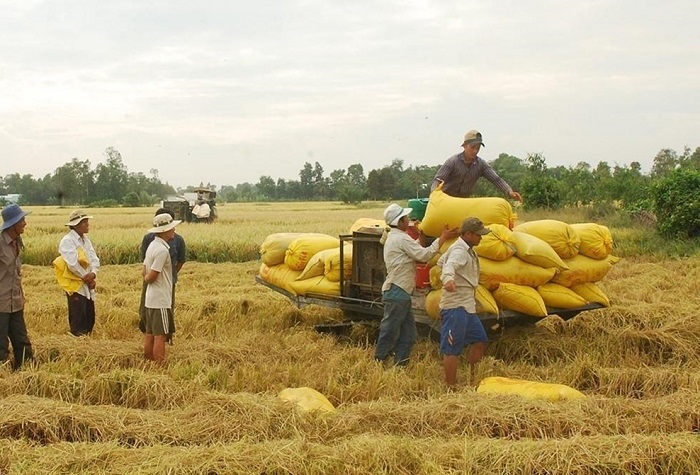 Giá lúa gạo hôm nay tăng với một số giống lúa.