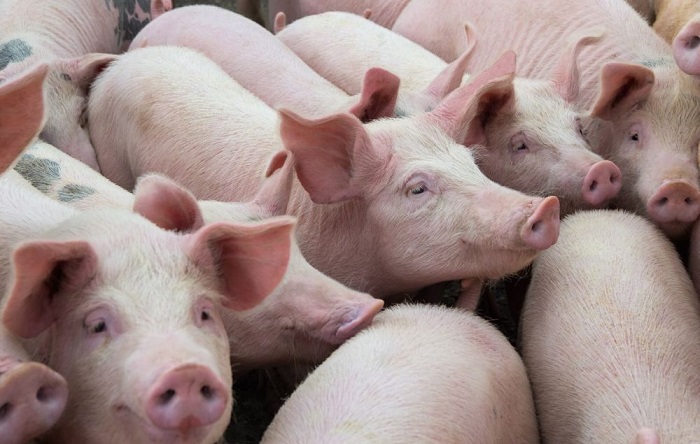Giá lợn hơi hôm nay 22/6 giảm nhẹ tại một số địa phương.