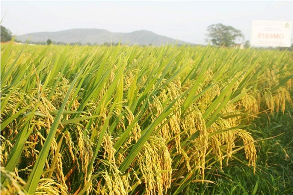 Giá lúa gạo hôm nay có sự điều chỉnh tăng với gạo nguyên liệu.