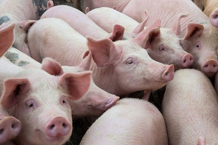 Giá lợn hơi hôm nay 4/7 giảm 1.000 đồng/kg tại một số địa phương khu vực miền Nam.