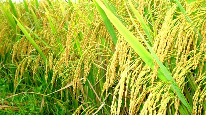 Giá lúa gạo hôm nay có sự điều chỉnh giảm với mặt hàng gạo.