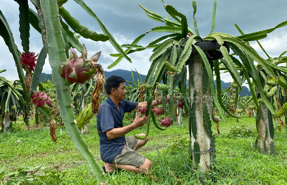 Huyện Đồng Hỷ (Thái Nguyên) xây dựng vùng cây ăn quả tập trung