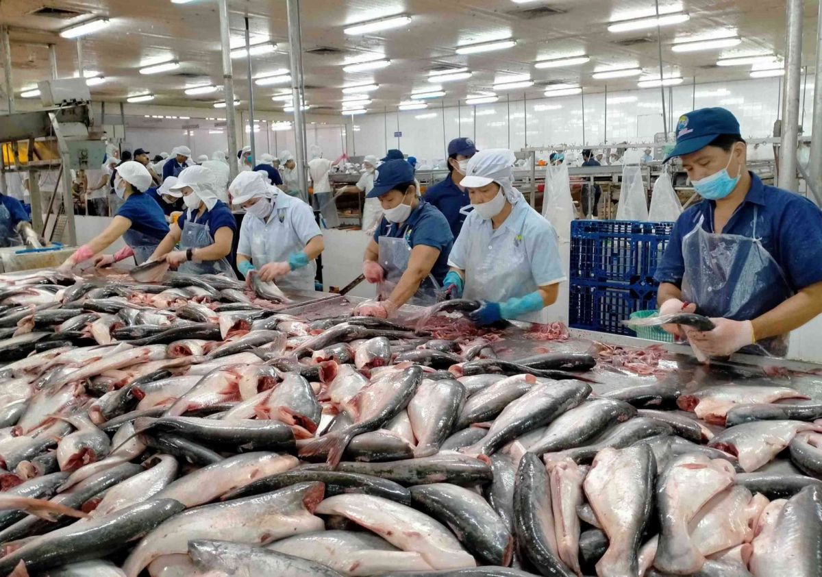 Mức thuế chống bán phá giá trên phạm vi toàn quốc đối với cá tra, cá ba sa Việt Nam xuất khẩu sang Mỹ là 2,39 USD/kg.