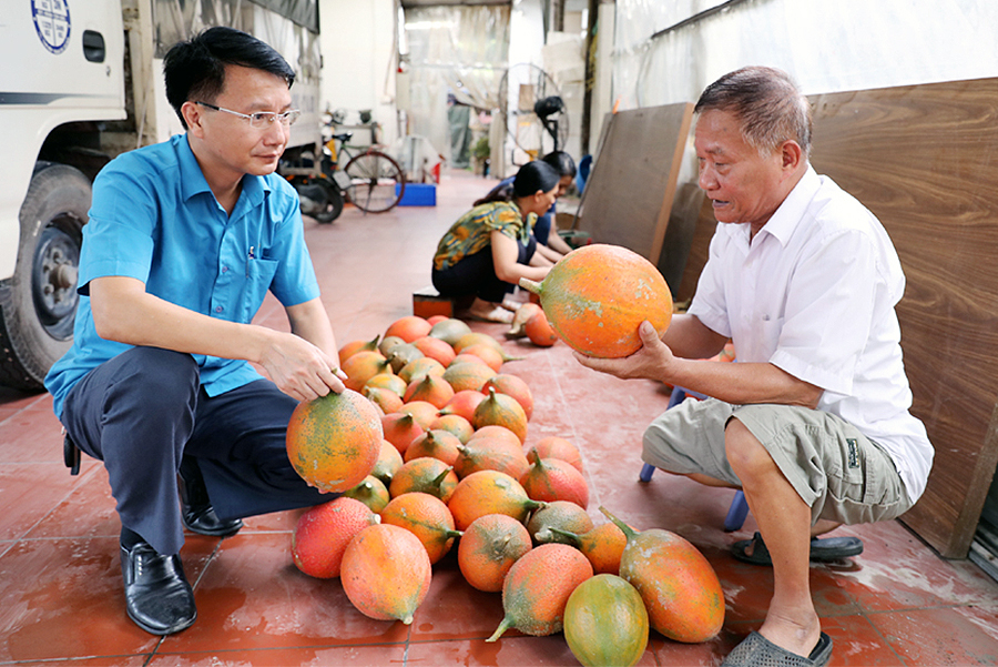 Cơ sở chế biến các sản phẩm từ gấc của ông Trần Sỹ Quảng, thuộc HTX Nông nghiệp Gấc Việt, tại thôn Khả Lý Thượng, xã Quảng Minh (huyện Việt Yên).